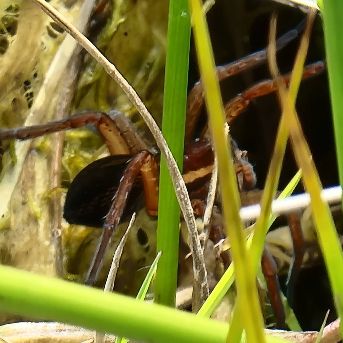 wildlifebeck's tweet photo. Whilst doing water vole surveys @NESouthWest Shapwick Heath NNR we came across 2 raft spiders (Dolomedes fimbriatus) at different life stages. @AvalonMarshes https://t.co/uKWzRzwbPX