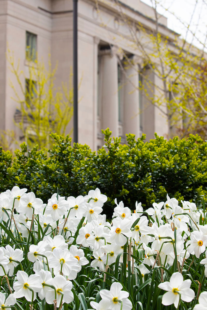 Springtime at HLS
