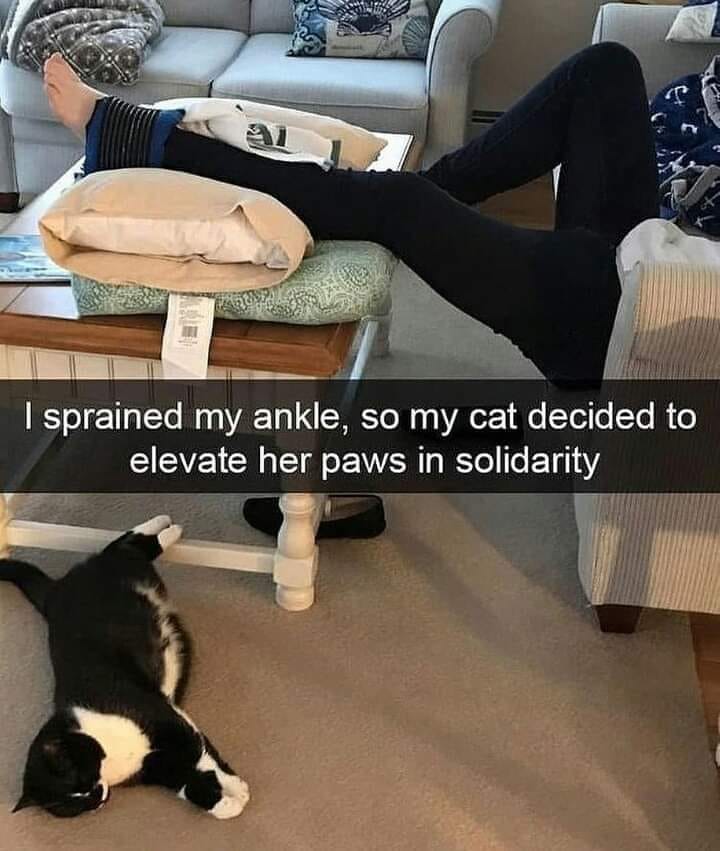 WholesomeMemes (@wholesomememe) on Twitter photo 