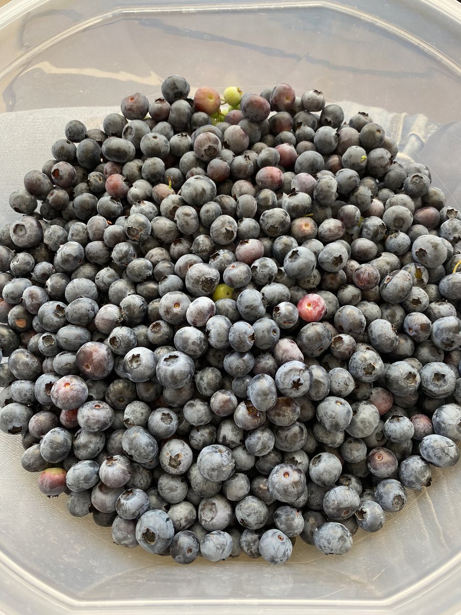 papawsfarm's tweet photo. Today’s harvest. #blueberries https://t.co/vTdLXcKQwX