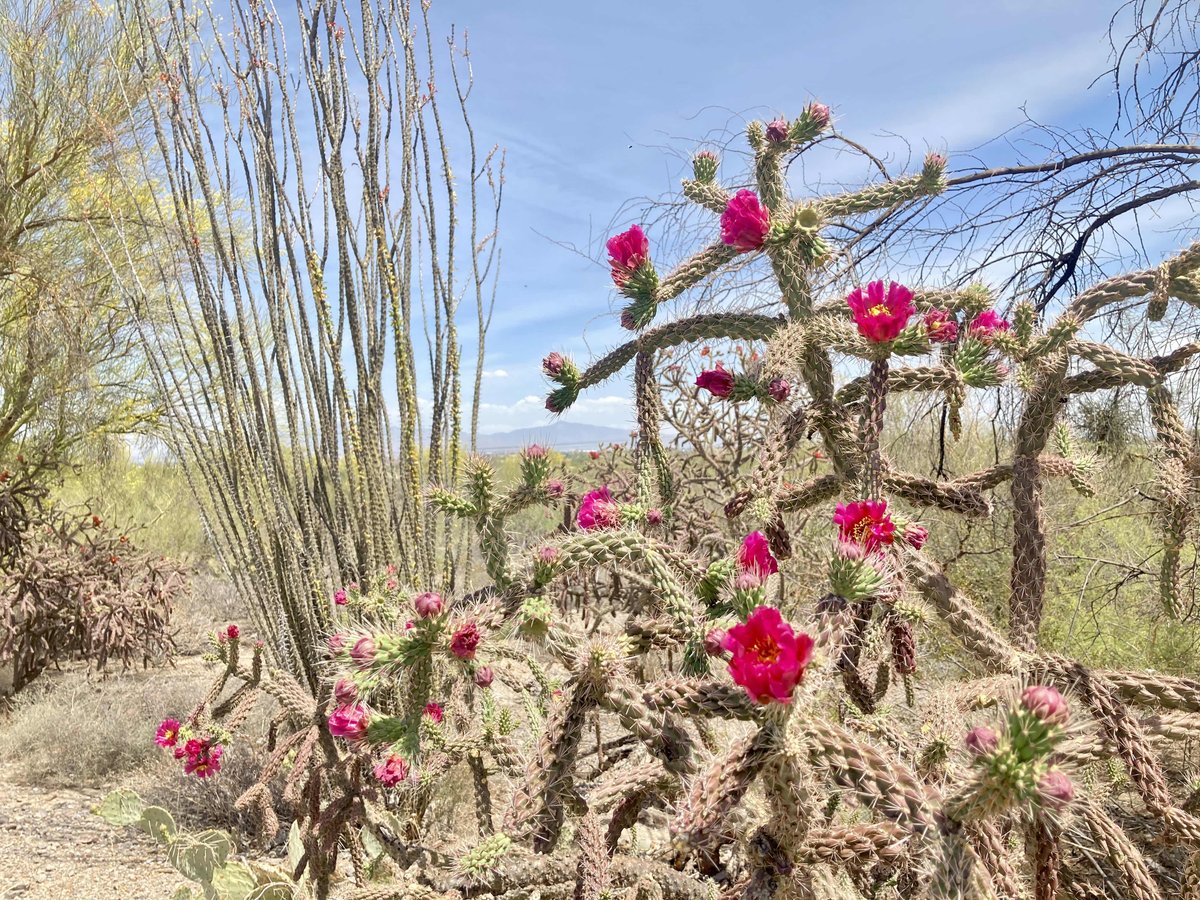Tucson Parks and Rec tweet media