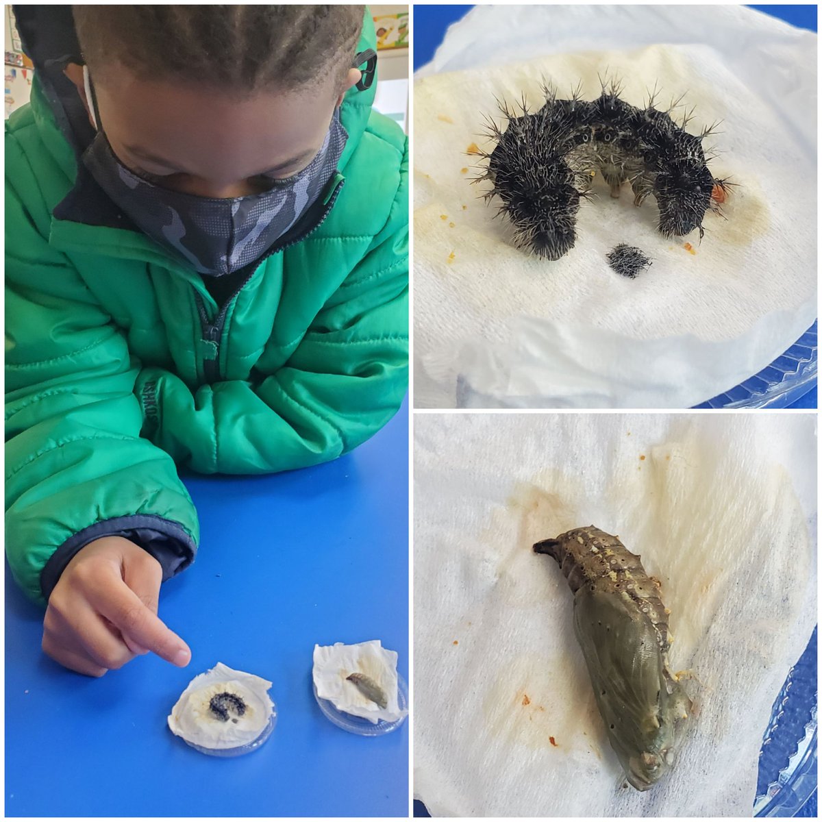 MsFordBBCPS's tweet photo. A closer observation of our butterfly stages! @bbcps #FirstGradeRocks #MsFord https://t.co/UmKHbjVFVE
