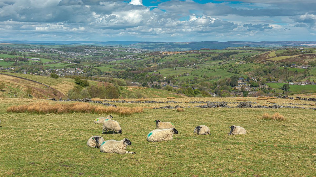 Beautiful Bronte Country
#brontecountry #visityorkshire #walkshire #oxenhope #haworth #visithaworth #igersyorkshire #gloriousbritain #bbccountryfile #sheep #Springwatch