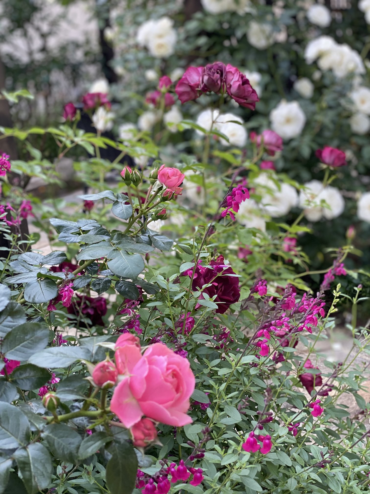 グリーンフィンガーカフェ バラ満開中です しばし うっとりしませんか グリーンフィンガーカフェ ばら Garden いぬすたぐらむ かふぇすたぐらむ 埼玉カフェ 鶴ヶ島市カフェ 薔薇のある暮らし スコーン T Co L08yokwqwy Twitter