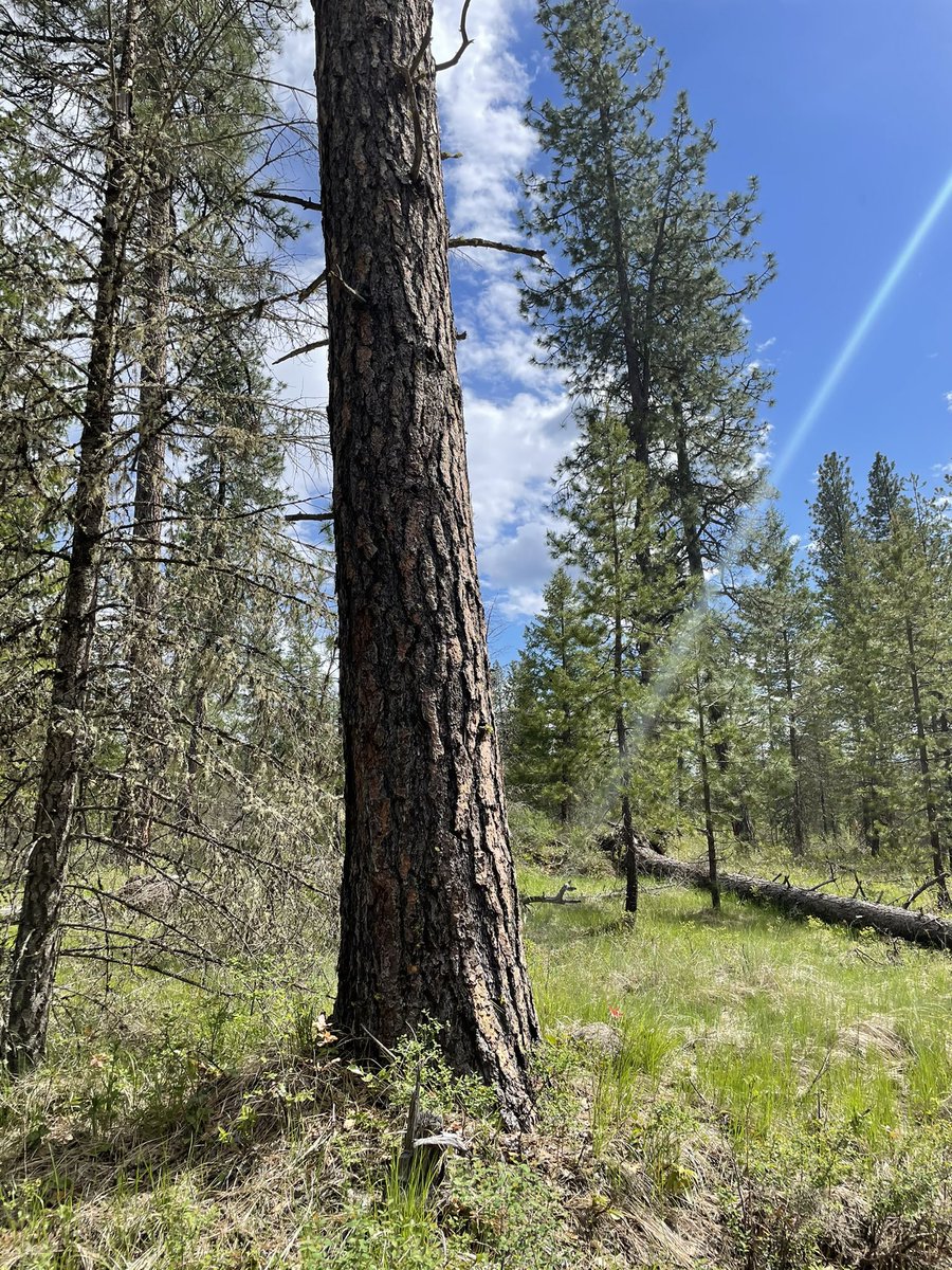 EpicNate315's tweet photo. Real life has some great tree meshes and textures https://t.co/Oxd5rKx9tE