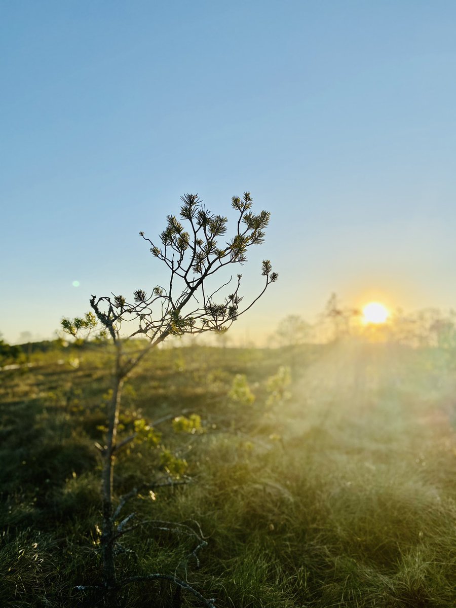 Anetttu's tweet photo. Tell me without telling me that Estonia 🇪🇪 is the prettiest place to live- there you go ♥️ @visitestonia @e_estonia #bog https://t.co/BAqMIhjiCe