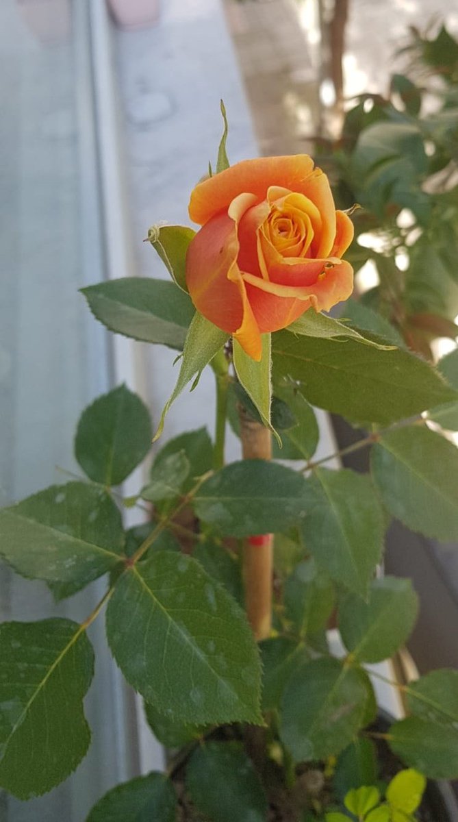 MedeniyetiTohum's tweet photo. 18 Mayıs 2021 saat 21:⁰⁰ a kadar bu twete RT eden 2  takipçimize  görseldeki Yediveren Gül fidanlarını çekilişle  hediye ediyoruz.🐞 https://t.co/SYlXUojmqm