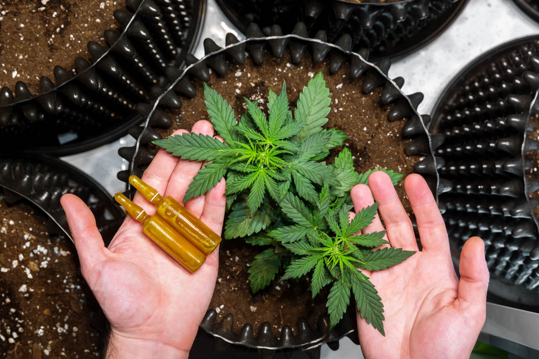 BotanicalsLotus's tweet photo. Did you know that Lotus Botanicals  offers outstanding CBD Oils services in the DelCity area? For more information, click on the link below to view my website! #CBDOils https://t.co/IrI1kw9vN8 https://t.co/ng1AK3HTvX