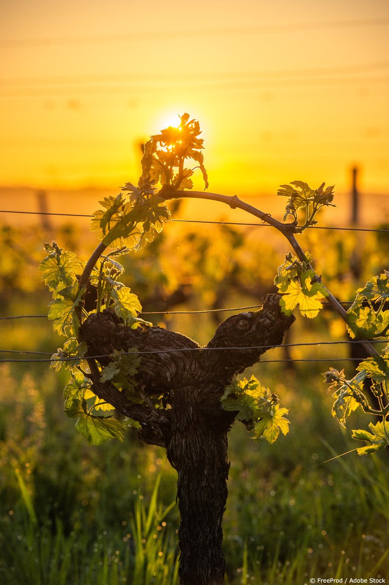 VisitFrenchWine's tweet photo. Sunset over the Bordeaux vineyard 😍 Is there a prettier sight? 

#ExploreFrance #WeWillWelcomeYouAgain #SeeYouSoon #Wishlist https://t.co/z7eL7J21Mg