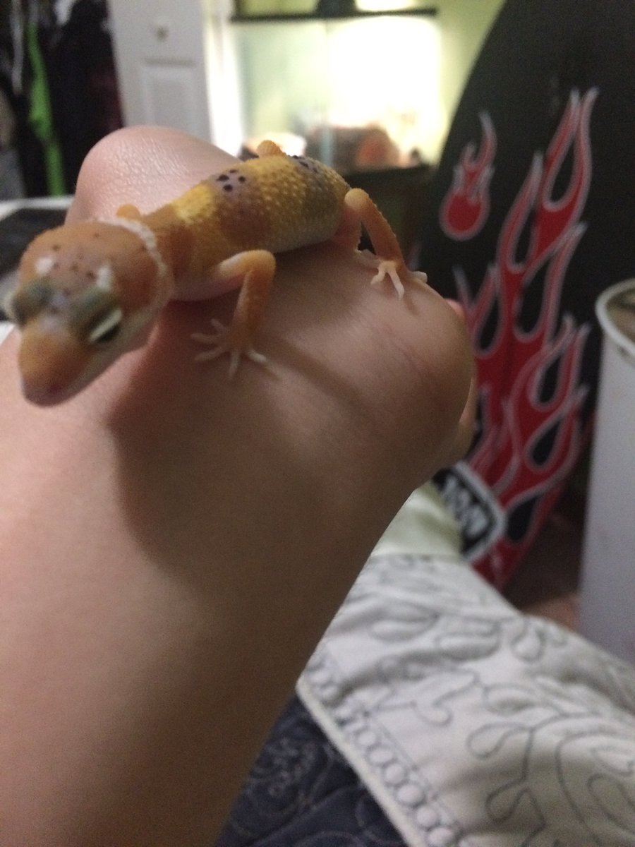 VictiniMew2's tweet photo. @LGTYoutube your new baby gecko looks a lot like mine when it was younger. https://t.co/VaHmeD7GMY