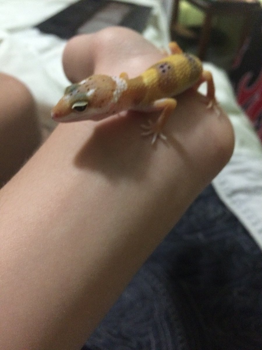 VictiniMew2's tweet photo. @LGTYoutube your new baby gecko looks a lot like mine when it was younger. https://t.co/VaHmeD7GMY