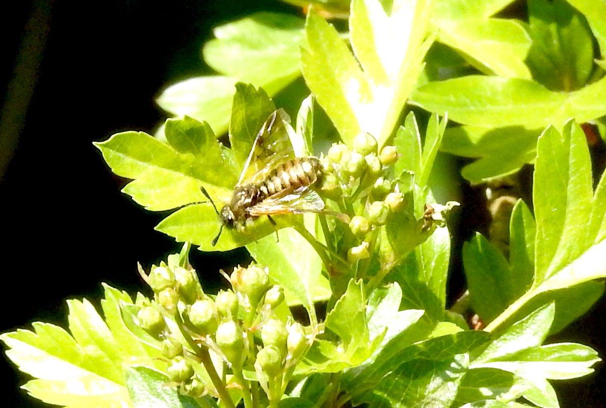 bernoid's tweet photo. Pretty sure this is a Honeysuckle Sawfly on my Hawthorn. Marvellous! #HoneysuckleSawfly #sawfly #lookingatflies https://t.co/W7iiIrYxFZ