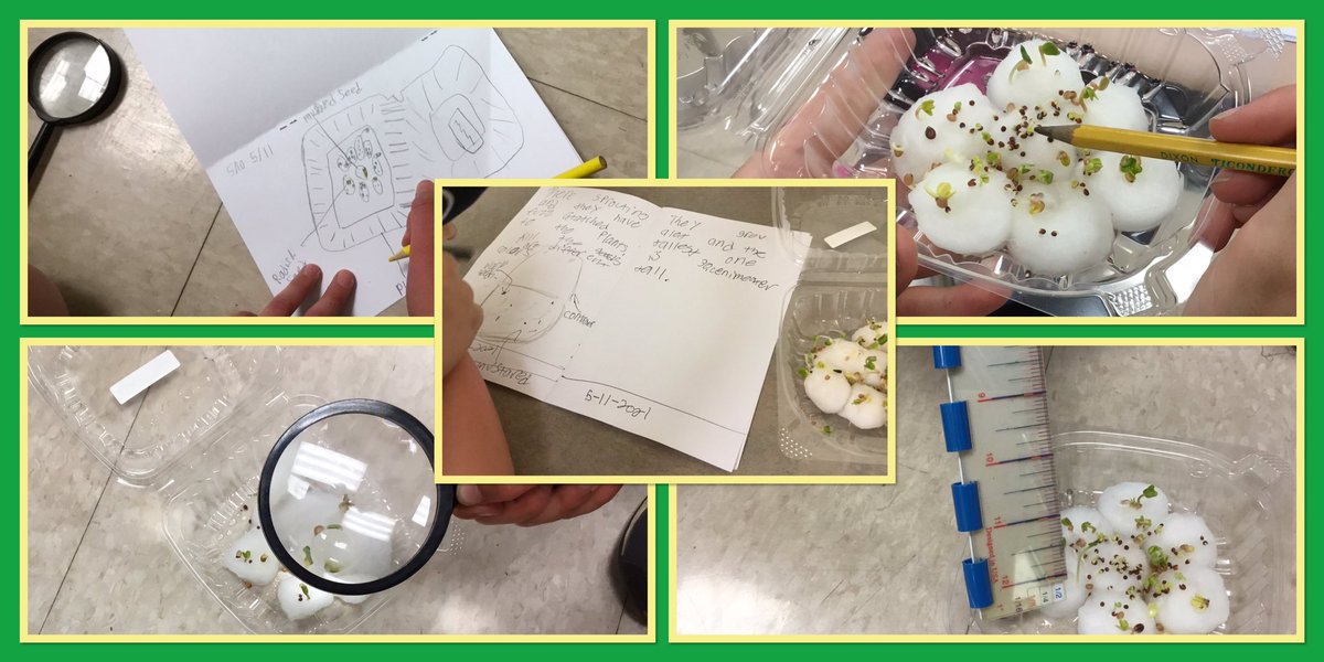 We are growing mustard and radish seeds and keeping a journal of our observations as we watch our plants grow. 🌱 <a href="/FlemRarSchools/">FlemRarSchools</a> <a href="/CopperHillES/">Copper Hill</a>