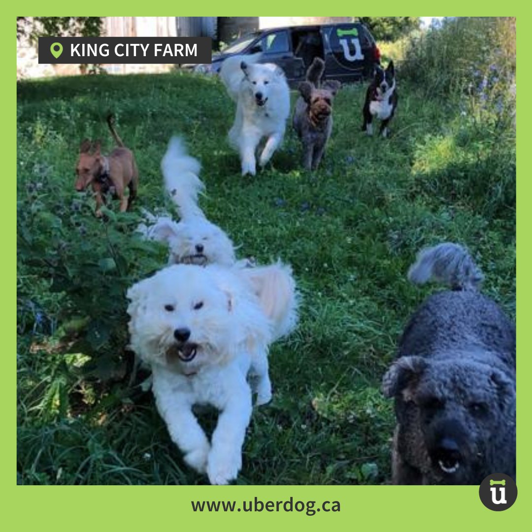 Uberdogcares's tweet photo. We do doggy daycare differently!

Select from our 2 TO locations, or opt for an exciting field trip at our 100-acre King City Farm.

We provide safe shuttle services, so you never have to worry about a thing!

Contact info@uberdog.ca to book.
#doggydaycare #torontodogwalker https://t.co/D7XzuZT3uG