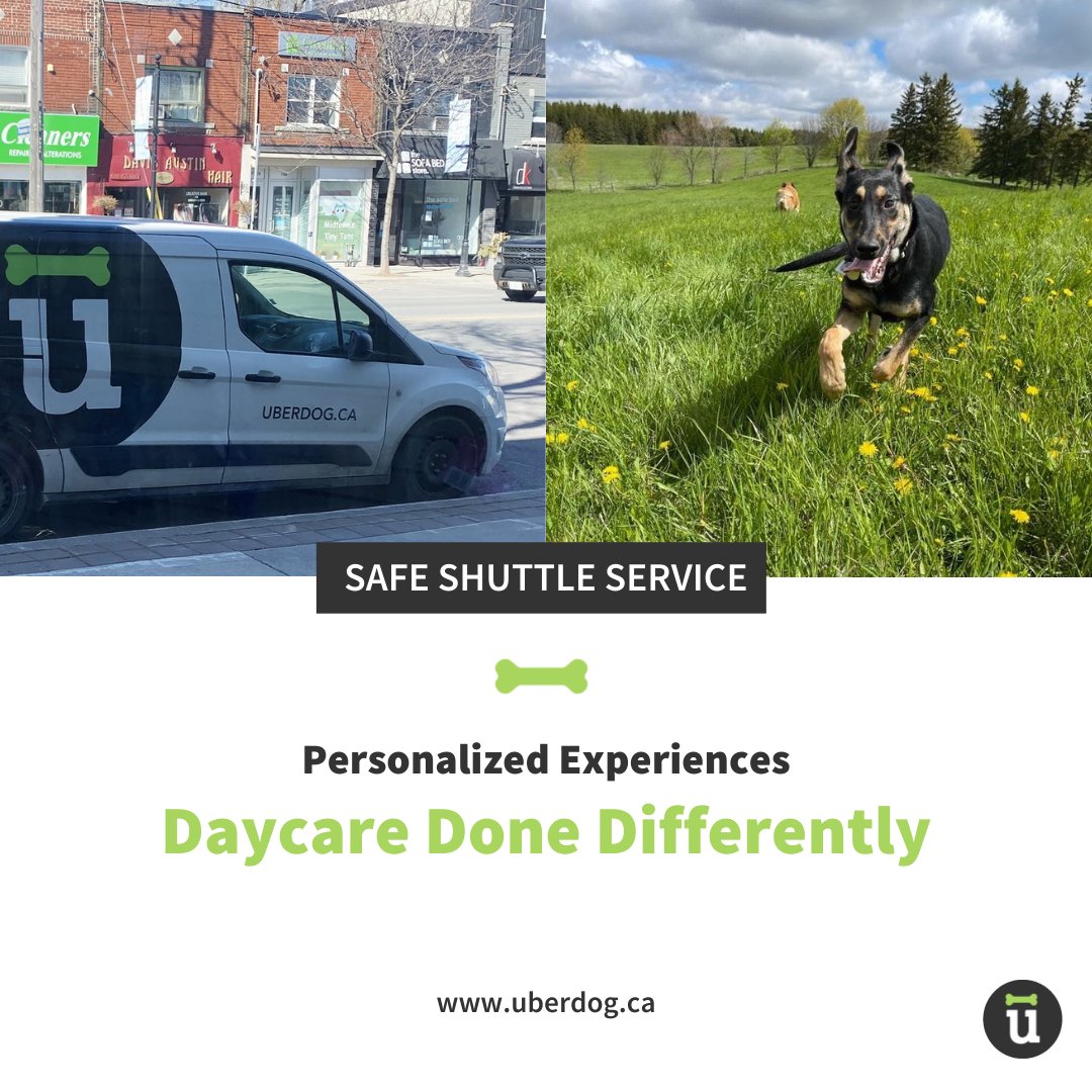 Uberdogcares's tweet photo. We do doggy daycare differently!

Select from our 2 TO locations, or opt for an exciting field trip at our 100-acre King City Farm.

We provide safe shuttle services, so you never have to worry about a thing!

Contact info@uberdog.ca to book.
#doggydaycare #torontodogwalker https://t.co/D7XzuZT3uG