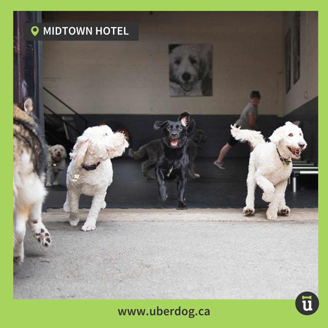 Uberdogcares's tweet photo. We do doggy daycare differently!

Select from our 2 TO locations, or opt for an exciting field trip at our 100-acre King City Farm.

We provide safe shuttle services, so you never have to worry about a thing!

Contact info@uberdog.ca to book.
#doggydaycare #torontodogwalker https://t.co/D7XzuZT3uG