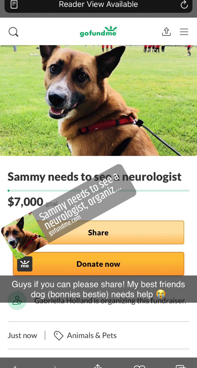 CozyCraftGirls's tweet photo. Hey everyone I know I’m not active on this account much anymore but if you could share or even help donate my best friends dog needs our help 😭🤍 thank you all❤️ https://t.co/gzH4VmLkmo