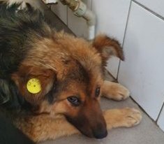 interdogrescue's tweet photo. 8375
This poor boy is feeling anxious
He needs £172 to travel out of this nightmarish  place - this kill shelter, a real-life kill shelter
With the help of our wonderful supporters, we can get him out of here, never to return
Please help https://t.co/rr8luw3Fbw ref 8375 🙏
#IDR https://t.co/Iyvg9NHN4u