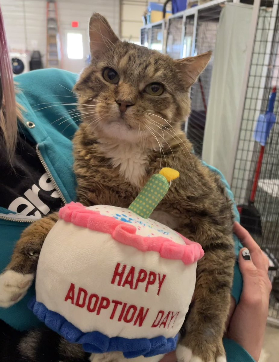 Happy Adoption Day, Huckleberry! 💕