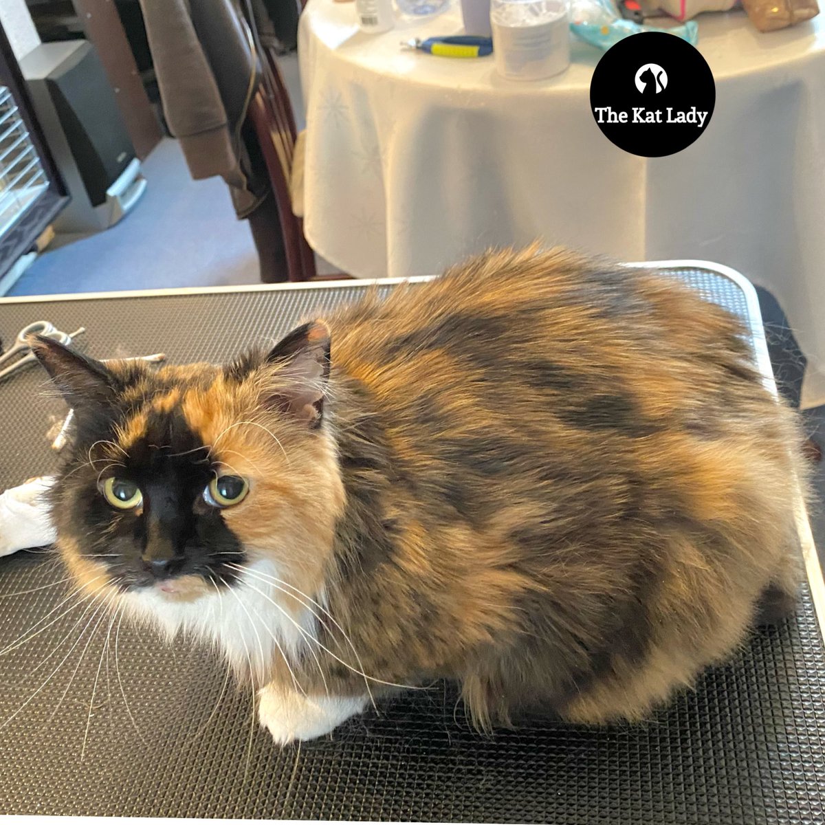 k_thekatlady tweet media