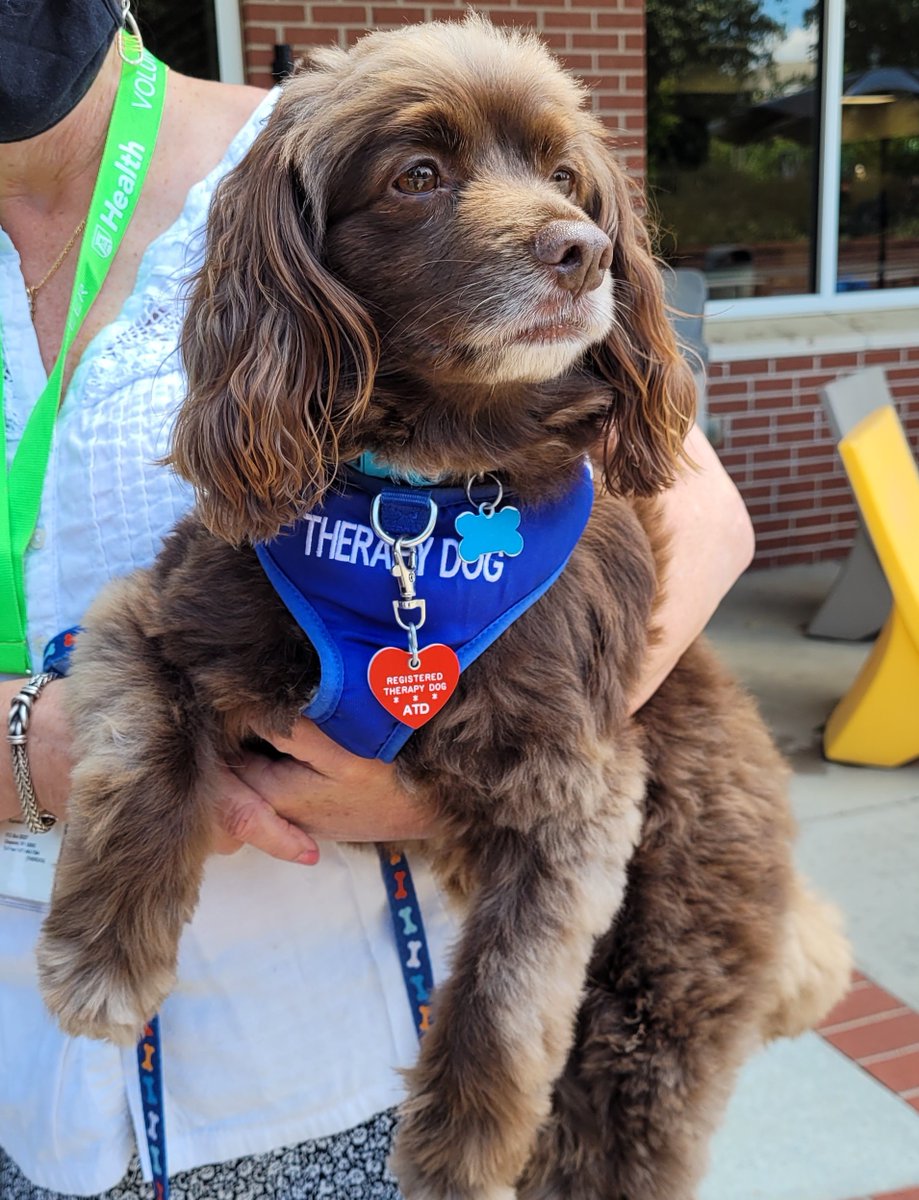 AUG_Libraries's tweet photo. We had a blast with the therapy dogs during Finals Frenzy! These are just a few of the sweet furry faces that came to provide some love to the students.
#augustauniversitylibraries #aufinalsfrenzy https://t.co/6dTkpxNICx