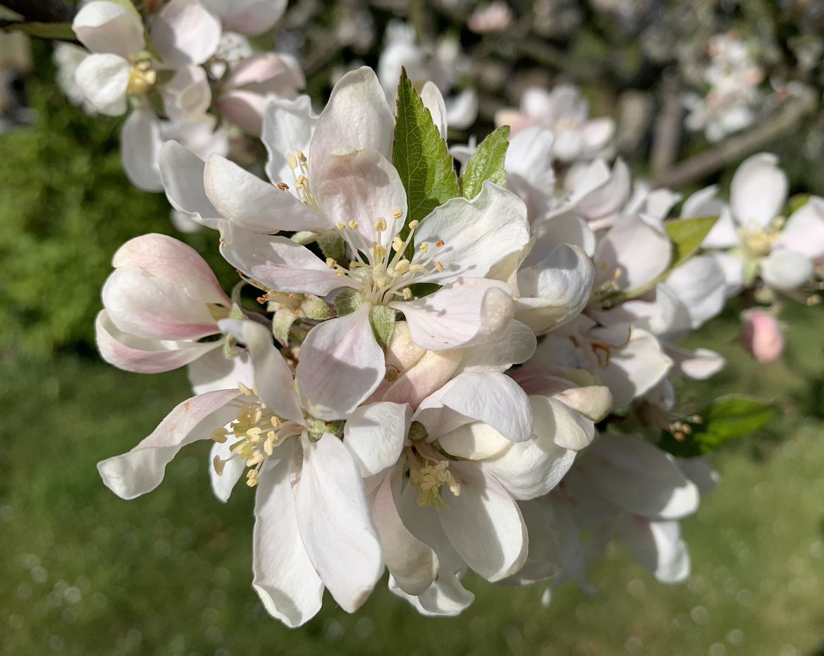 Self-indulgent pic of the apple tree blossoming this #SomersetDay. 

Mayhap there’s some cider to be had 🤔