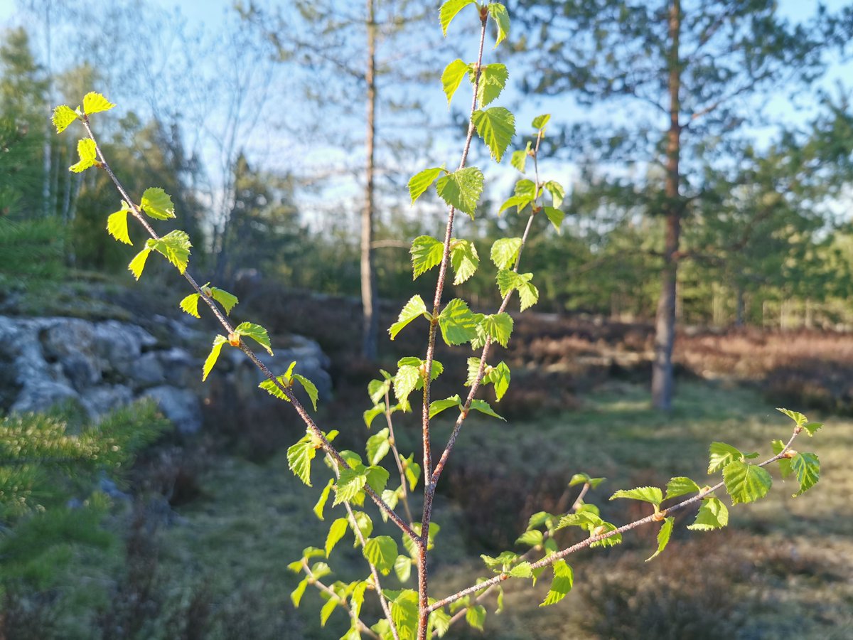 PerJokin's tweet photo. Kesää pukkaa! https://t.co/ufbXX00yZw