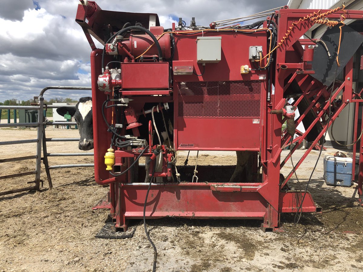 msu_kelloggfarm's tweet image. It’s hoof trimming day! Celine had her turn with the trimmer earlier this afternoon before heading back outside to graze. #MSUKBS