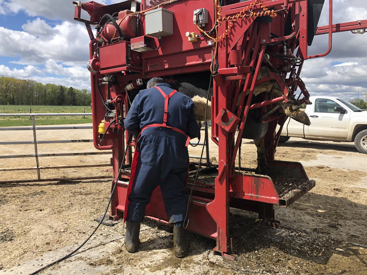 msu_kelloggfarm's tweet image. It’s hoof trimming day! Celine had her turn with the trimmer earlier this afternoon before heading back outside to graze. #MSUKBS