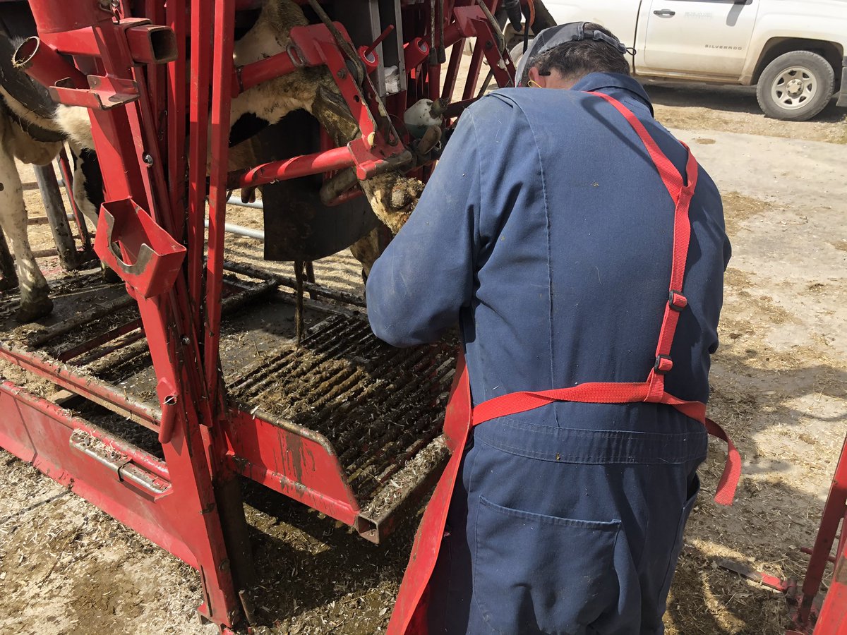 msu_kelloggfarm's tweet image. It’s hoof trimming day! Celine had her turn with the trimmer earlier this afternoon before heading back outside to graze. #MSUKBS