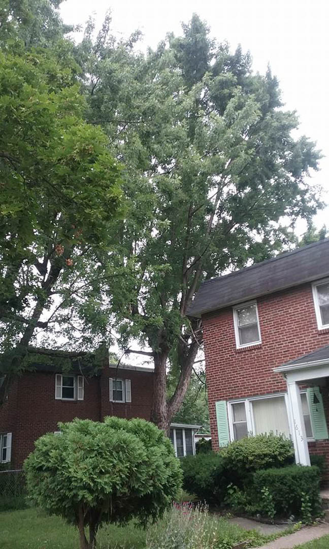 Old Oak Tree Service (@OldOakTreeSrv) / Posts / X