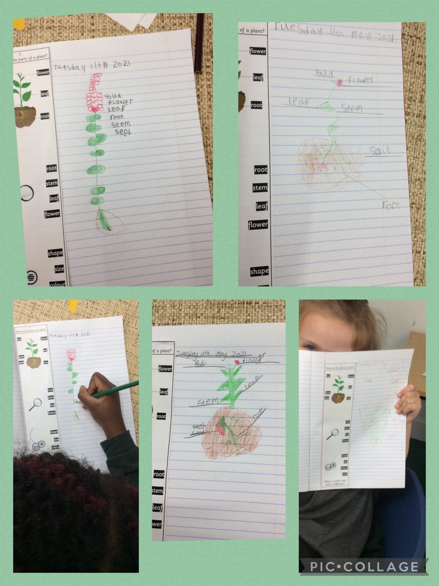 Timbertreeyear1 tweet media