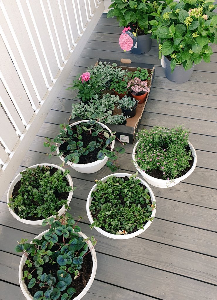 Ai lähtikö lapasesta?
Kesäkukat 😍