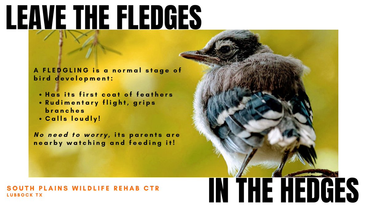 SPWRC_LBK's tweet photo. Dear nature lovers, please think twice before 'saving' a baby bird. 💚🧡💙 #FledgesInHedges #birdwatching #wildliferehab https://t.co/XrZaE5aWnQ