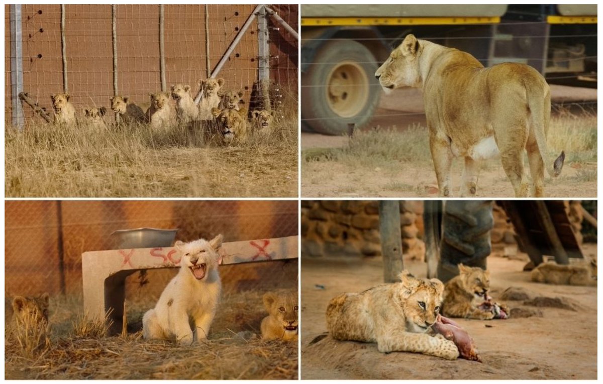 Protect_Wldlife's tweet photo. What is the link between #TrophyHunting, deadly infectious diseases and traditional Chinese medicine? 

The not so obvious answer is LIONS! 

#LionsBonesBullets – Bones For Sale -  https://t.co/R4XgUvL41H via @AfricaGeo. 

@LionBoneBullet @_AnimalAdvocate @MarcTheVet @PeterEgan6 https://t.co/JM3v9y35Rb