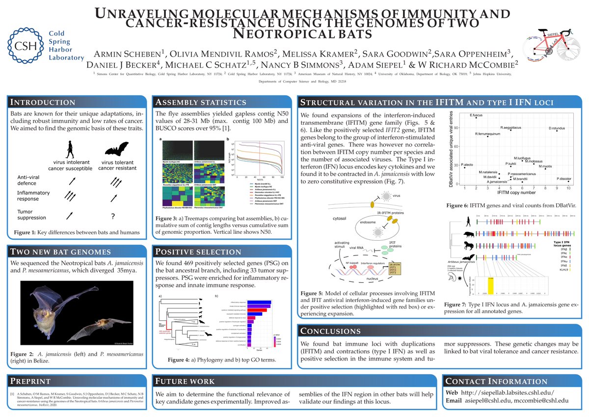 Armin Scheben tweet media