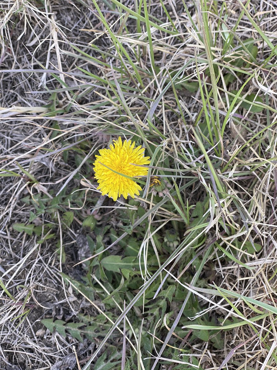 b_walde's tweet photo. #plant21 day #14 - the list of things I hate is very short, but let me name a few #kochia #flixweed #dandelion grateful for #glyphsoate #rosanafarms #waronweeds https://t.co/NwNkNAHLlI