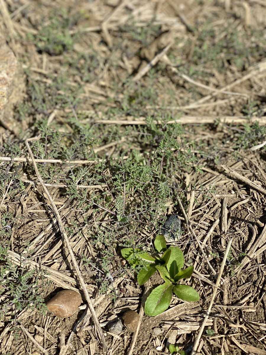 b_walde's tweet photo. #plant21 day #14 - the list of things I hate is very short, but let me name a few #kochia #flixweed #dandelion grateful for #glyphsoate #rosanafarms #waronweeds https://t.co/NwNkNAHLlI