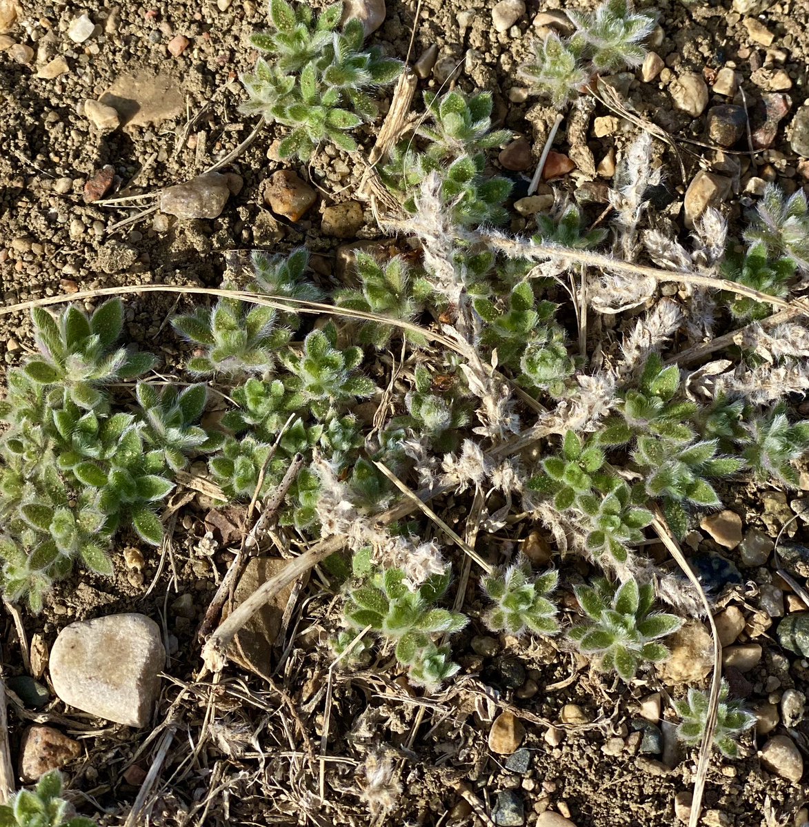 b_walde's tweet photo. #plant21 day #14 - the list of things I hate is very short, but let me name a few #kochia #flixweed #dandelion grateful for #glyphsoate #rosanafarms #waronweeds https://t.co/NwNkNAHLlI