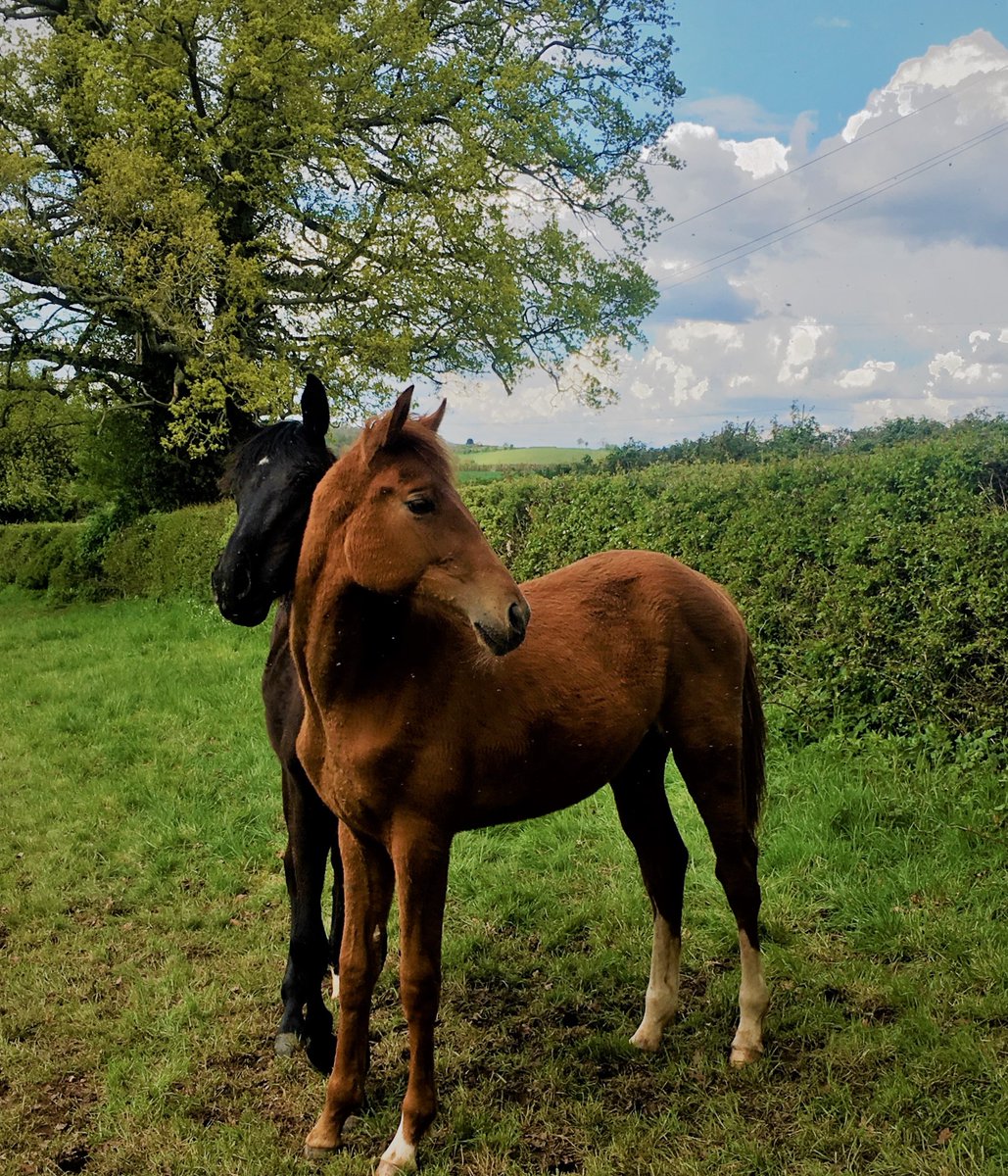 During mental health awareness week it's 100% vital to take some downtime. This evening, mine's been standing in a field, appreciating a beautiful, almost 1 year old ginger baby girl my clever mare brought into a crazy world in 2020. Always makes me smile! #MentalHealthAwareness