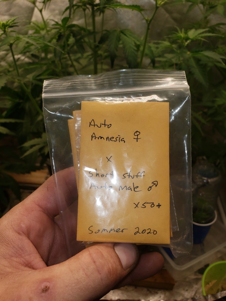 freeseedsca's tweet photo. Twitter Exclusive for those who want to #GrowWithMe on Round 2 of #ProjectAuto
REG Auto Amnesia VS Short Stuff Auto
Limited to 8 packs of 5 seeds. Make sure to include your Twitter @ on the SAE. First come, first serve. Please be willing to tag/update your grow as well. https://t.co/sEURTg2Y9C