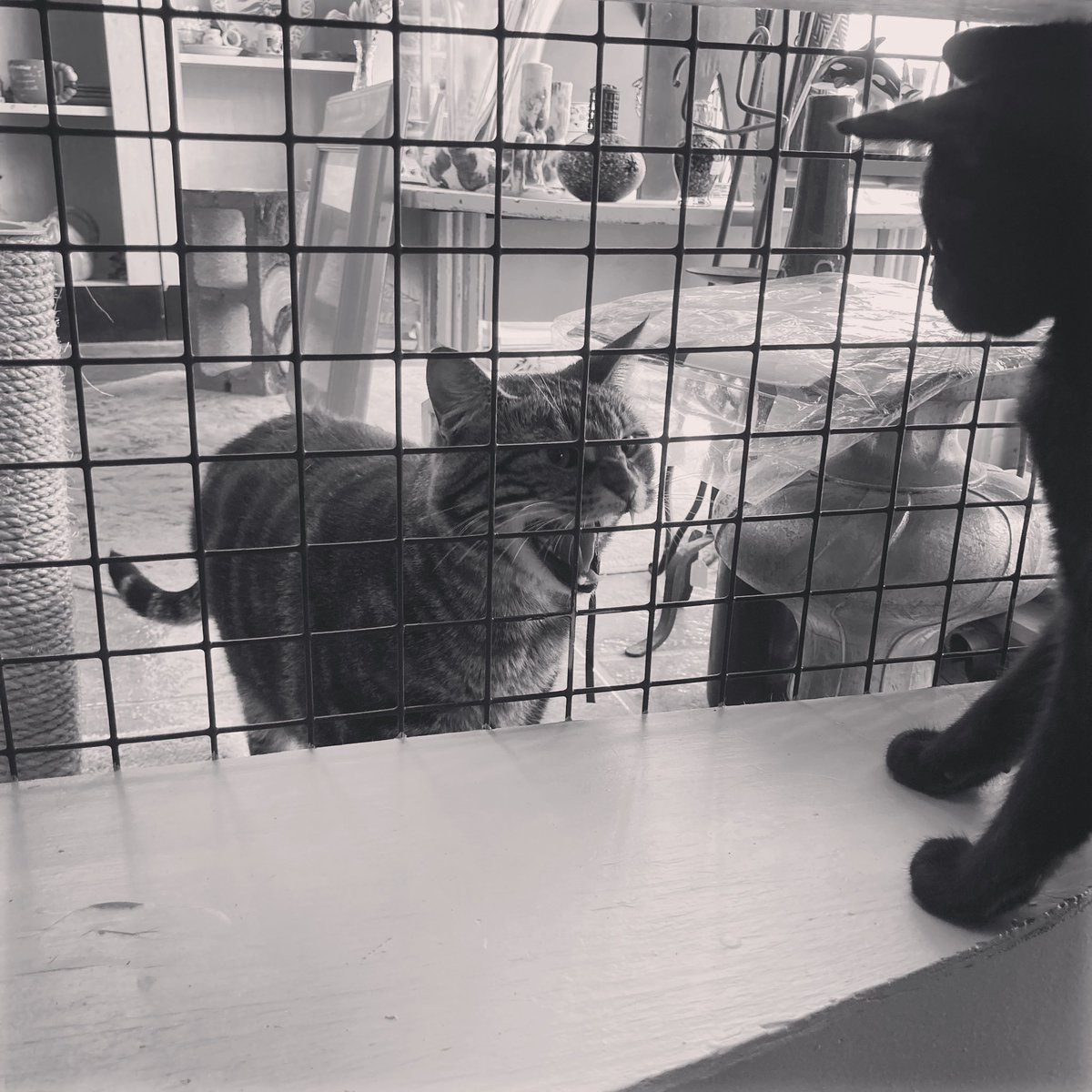 SpayMartCat's tweet photo. Listen to your elders #CatManager #Boss
#SpayMartThriftStore
#SpaymartSavesLives
#RescuedIsMyFavoriteBreed #NOLA #metairie https://t.co/N4yUoghShr