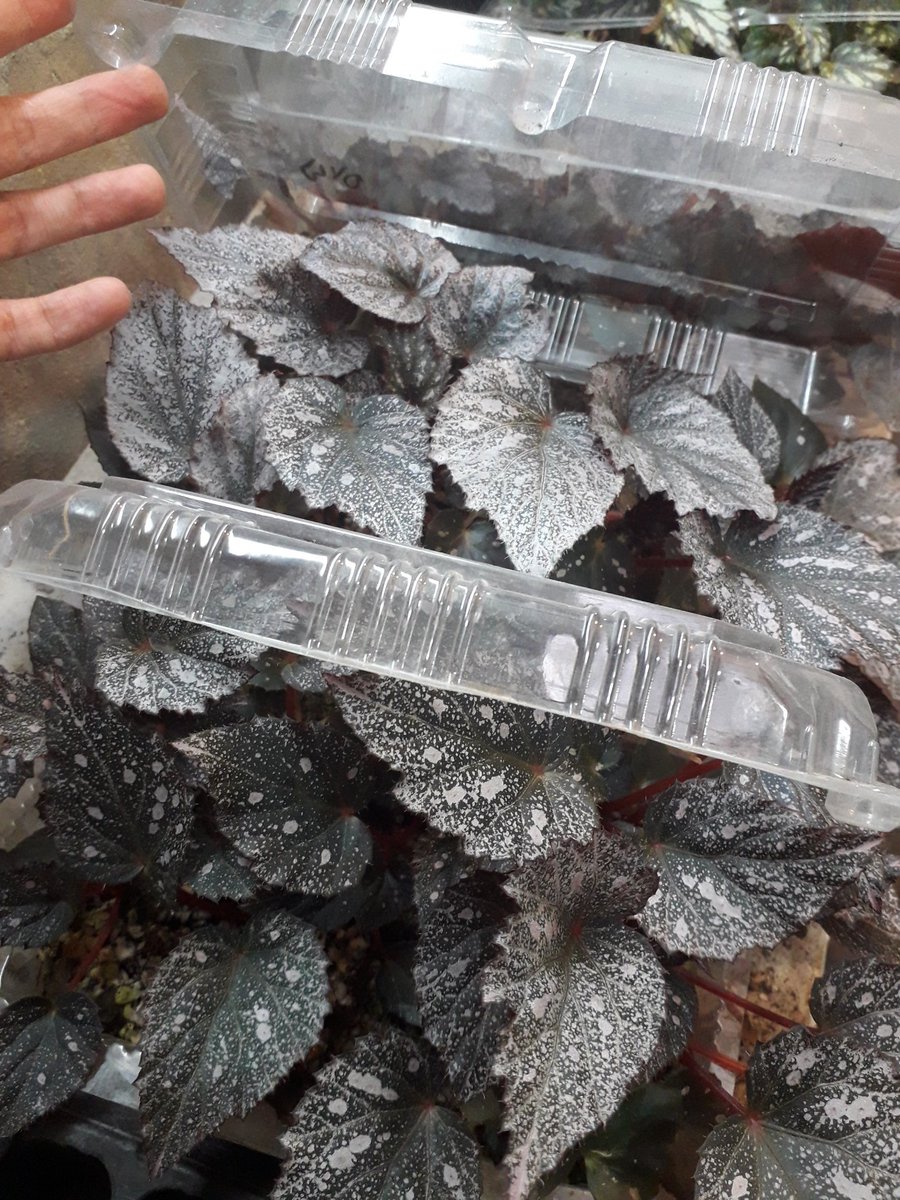 Negin37738243's tweet photo. All #begonia #plantlets produced by #plant_tissue_culture techniques. I enjoy watching them. They look like my children...💜💜💜 https://t.co/8N0Ez74F25