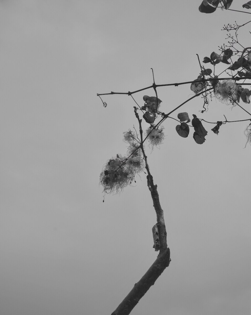FooteOrion's tweet photo. Designs on You #photography #bnw #bnwphotography #blackandwhitephotography #flora #design #minimalism #minimalist #sprigs #leaves #nature #NaturePhotography #japanese #oriental #art #artphotography #monochrome https://t.co/5k2pXCELlm