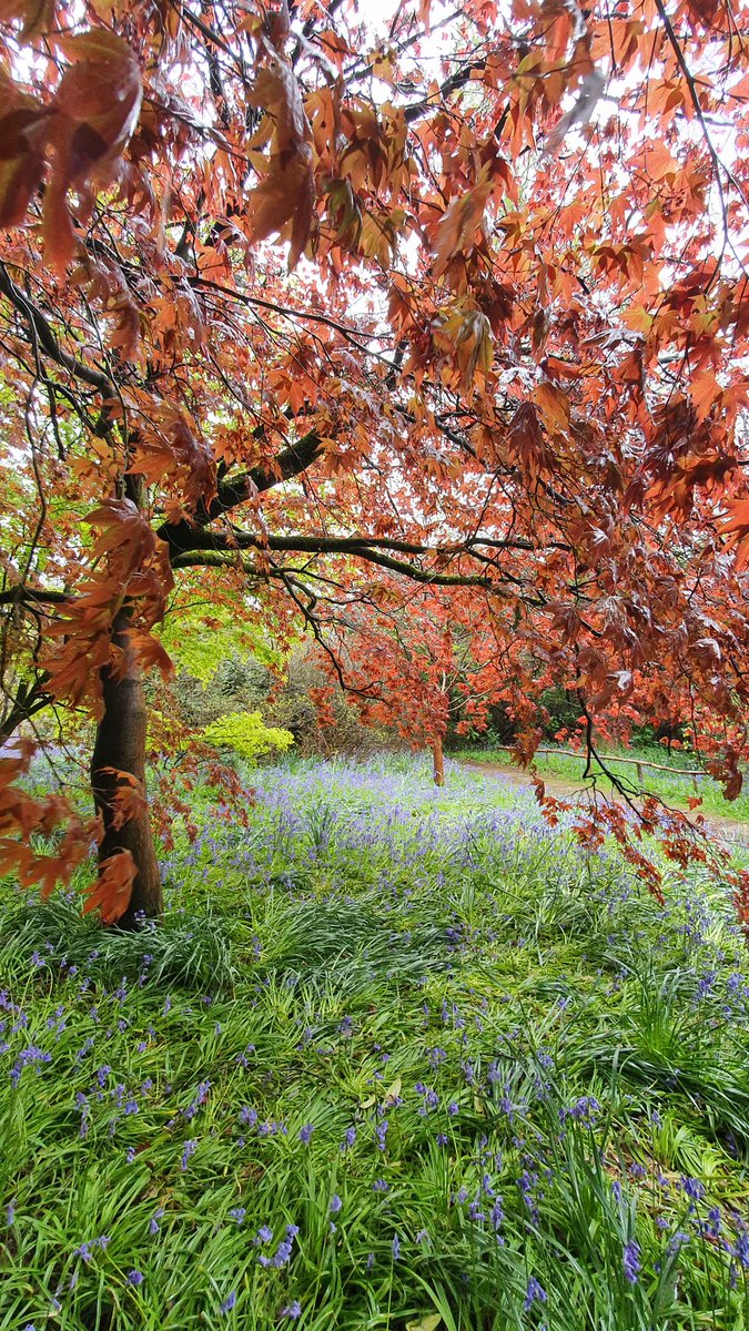 MorganVine_'s tweet photo. Thinking back to my damp but delightful wander around @RiverhillGarden last weekend. #garden #gardens #himilayan #himilayangardens #nature #flower #flowers #trees https://t.co/PL1ZvFtmQy