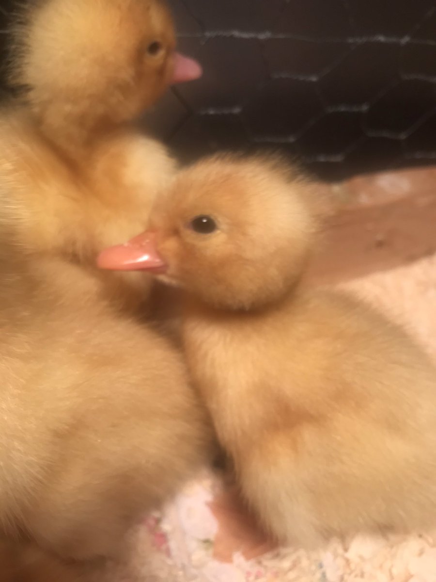 SSES Grade One tweet media