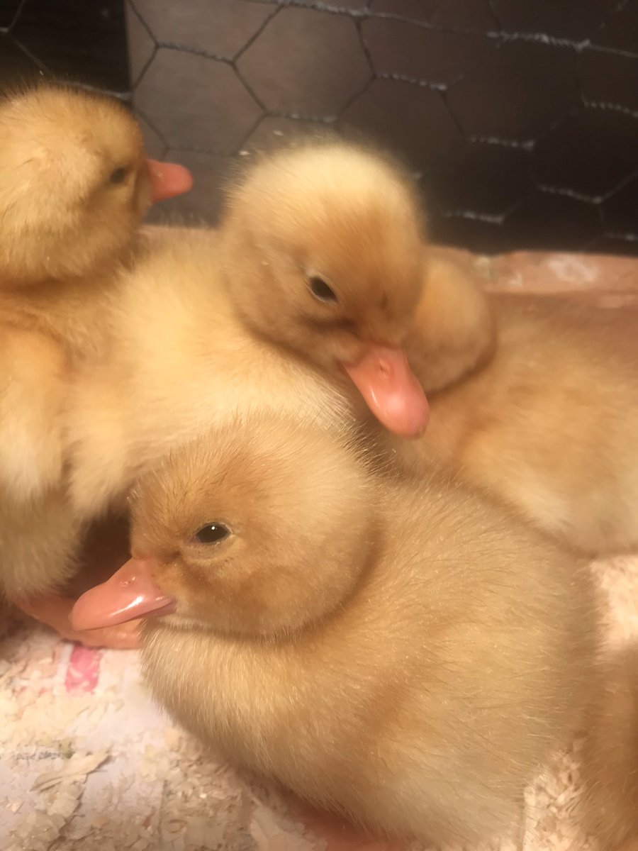 SSES Grade One tweet media