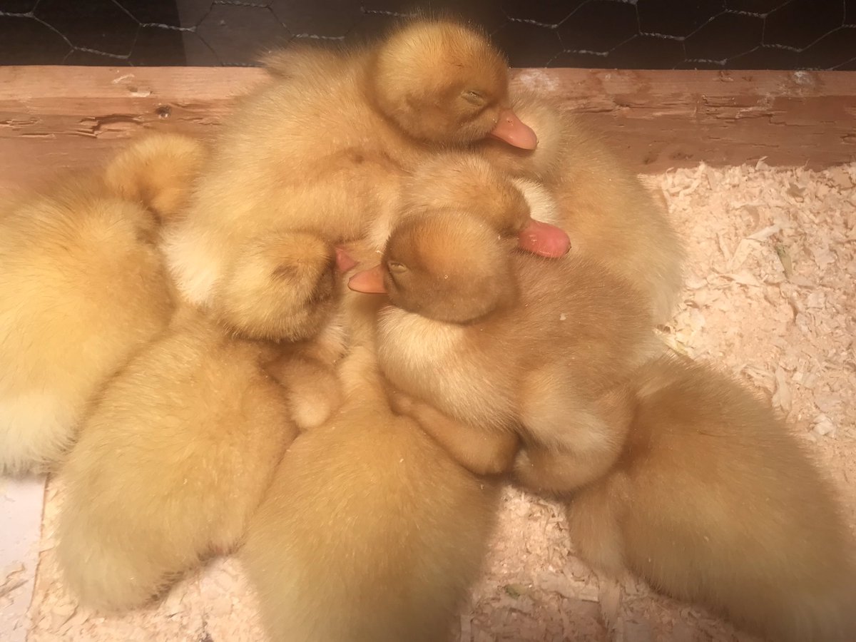 SSES Grade One tweet media