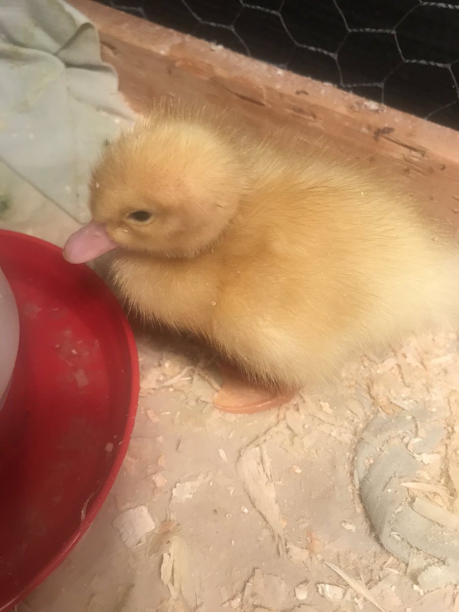 SSES Grade One tweet media