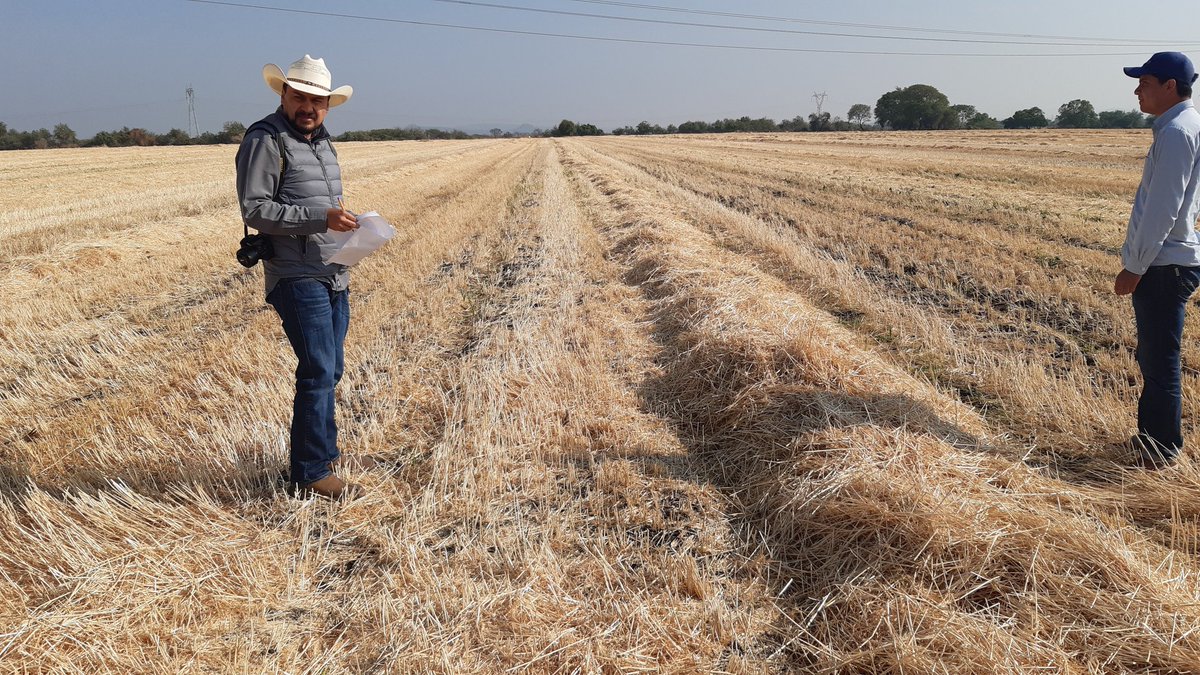 Maniibanez's tweet photo. Así el cierre de OI y preparación de PV de los ingenieros @MasAgroGto @ArturoRangelLu1 y @Jfrl1994 en el mpio de Valle de Santiago, donde se conjuga la alta productividad del riego y un temporal de rendimientos medios. @ACCIMMYT @SDAyR_GTO @DesdeGto https://t.co/Nd1wdVGFbD